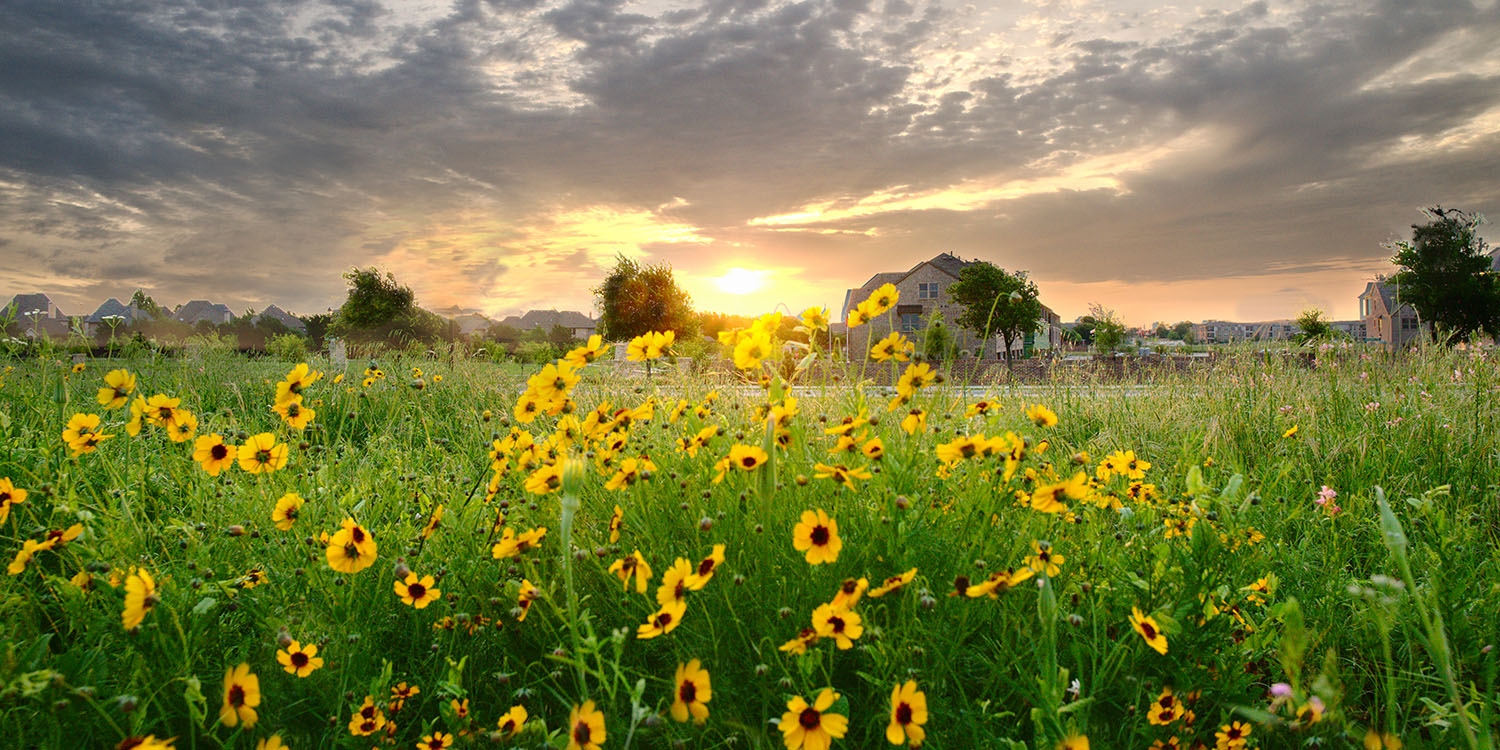 The sun rises over a field of sunflowers in Frisco, TX